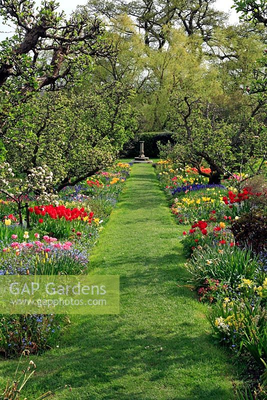 Pommiers sous-plantés de tulipes, de narcisses, de dérives de Muscari et de Myosotis - Hergest Croft Gardens