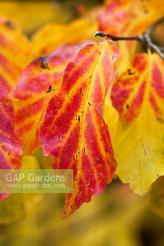 Feuillage de Parrotia persica en automne