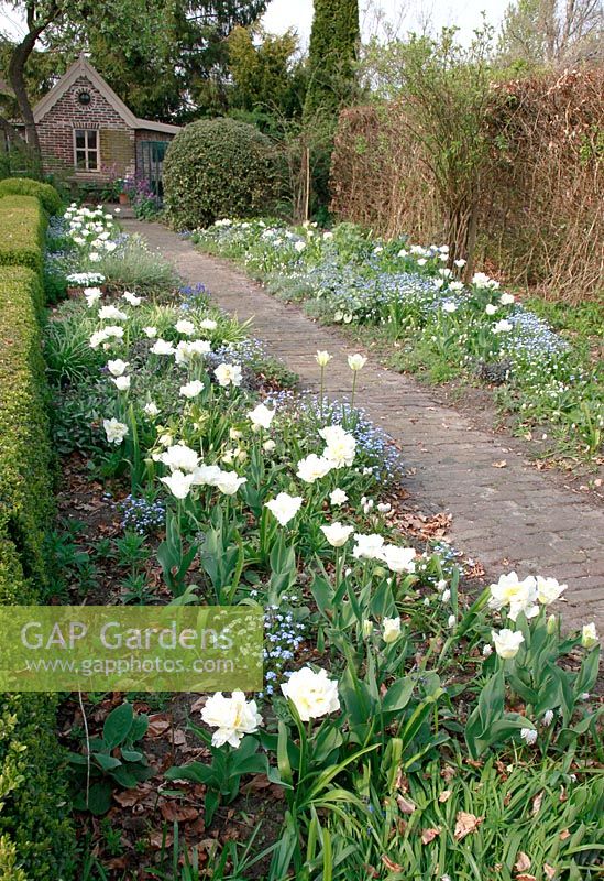 Jardin de printemps hollandais avec Tulipa et Myosotis planté le long du chemin