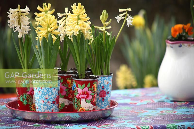 Hyacinthus en pots à motifs sur table. Keukenhof, Hollande.