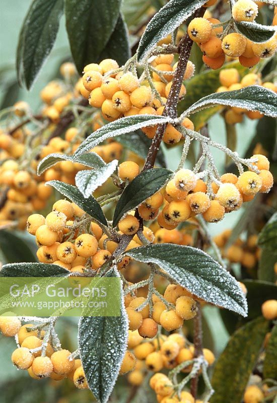 Cotoneaster salicifolius 'Exburyensis'