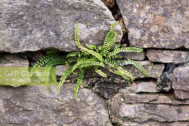 Asplenium trichomanes poussant naturellement sur un mur de pierre des Cotswolds