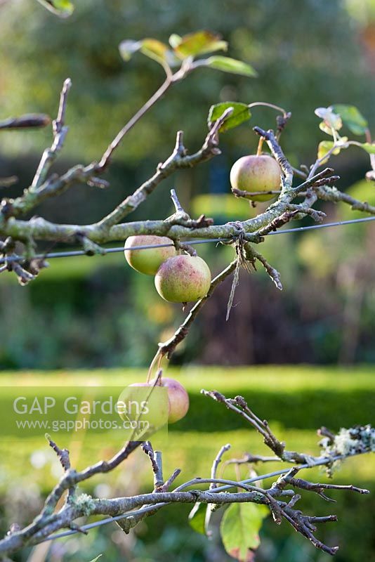 Malus - Pommes entraînées sur des fils horizontaux en automne