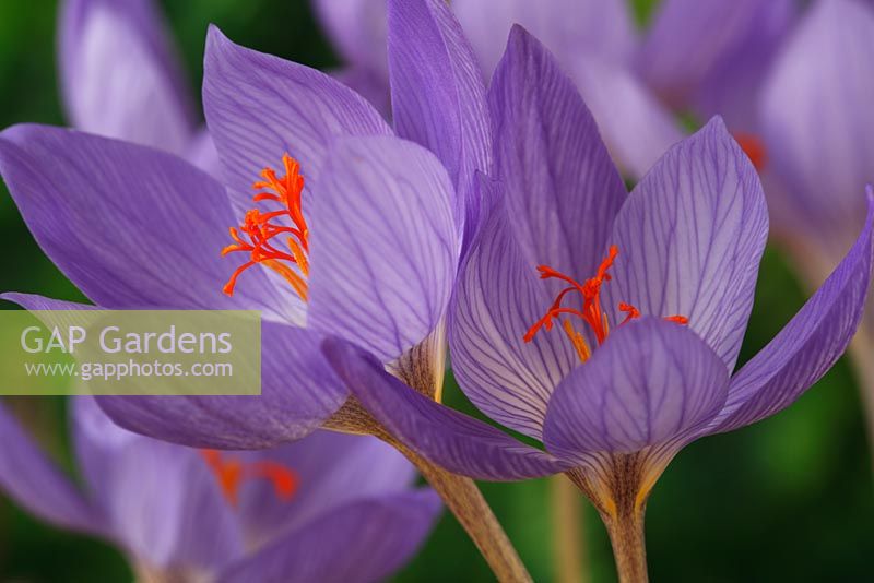 Crocus speciosus - Grand Crocus d'automne, Crocus de Bieberstein, octobre