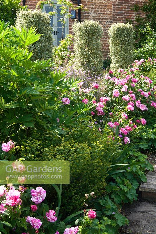 Colonnes de Rhamnus alaternus 'Argenteovariegata' avec Rosa gallica 'Versicolor', Euphorbia, Alchemilla mollis. Sandhill Farm House, Hampshire, juin.