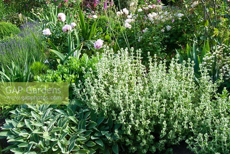 Parterre de fleurs avec intérêt pour le feuillage - Sedum, Stachys byzantina, Ballota pseudodictamnus et Paeonia. Sandhill Farm House, Hampshire, en juin.