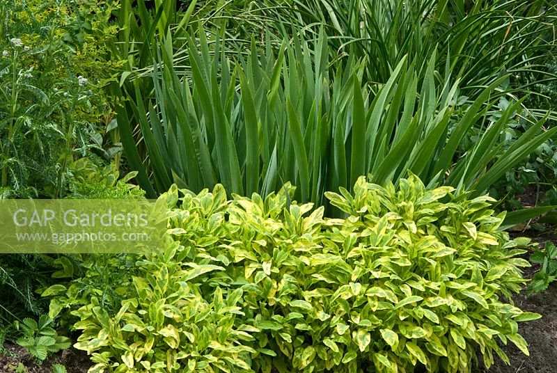 Plantes à intérêt pour le feuillage - Feuilles d'iris, Achillea et Salvia officinalis panachées d'or - Sauge. Sandhill Farm House, Hampshire, en juin.