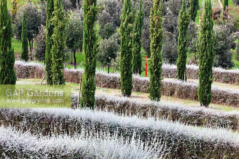 Rangées de conifères et haies basses persistantes. Le champ. Il Bosco Della Ragnaia, San Giovanni D ' Asso, Toscane, Italie, octobre.