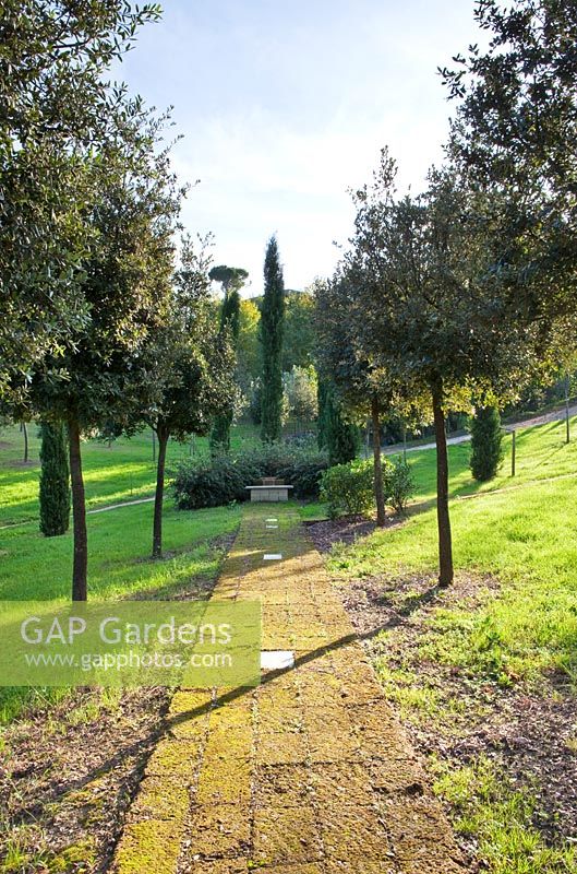 Chemin et allée d'arbres. Le champ. Il Bosco Della Ragnaia, San Giovanni D ' Asso, Toscane, Italie, octobre.