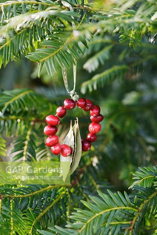 Faire un anneau décoratif de canneberge et feuille de laurier - décoration finie suspendue à un arbre avec ruban