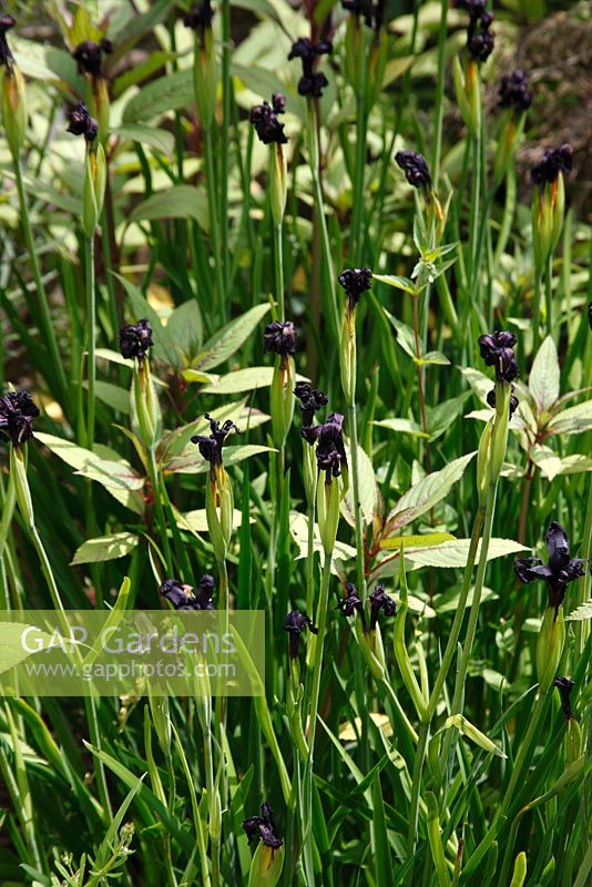 Iris chrysographes 'Black Form' plantes en fleur