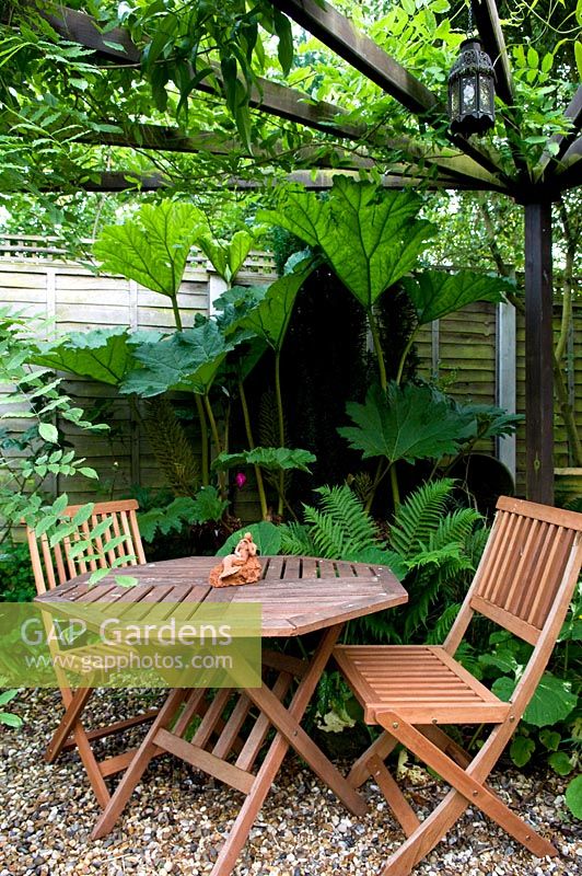 Patio en gravier dans un petit jardin urbain avec table et chaises pliantes en bois sous pergola. Gunnera et Ferns derrière.