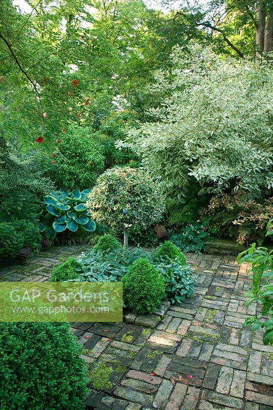 Jardin de la cour pavée de briques ombragées avec Cornus, sphères Buxus et Ilex - Holly standard. L'ancien Vicarage NGS, Whixley, Yorkshire, UK