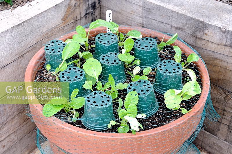 Semis de Pak choi poussant dans un grand pot en terre cuite, protégés par des filets et des pots en plastique pour retenir les filets des plantes