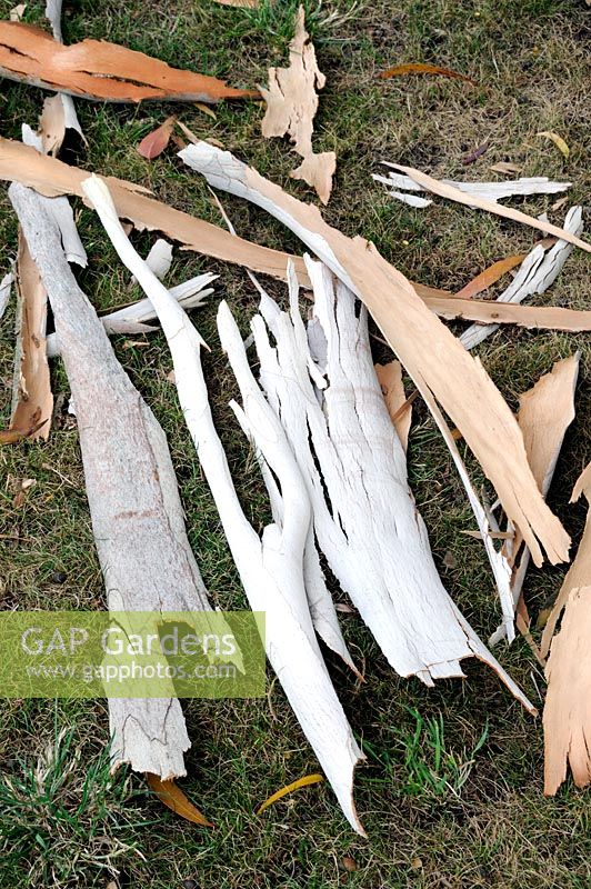 Écorce pelée d'Eucalyptusgregata - Gommier noir au sol, montrant l'intérieur d'une des bandes d'écorce