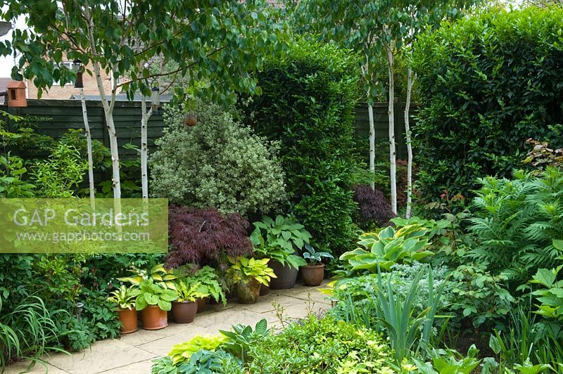 Petit jardin urbain avec chemin pavé et parterre de Pittosporum, Hosta, Acer et bambou - jardin NGS, Foster Road, Peterborough, Cambridgeshire