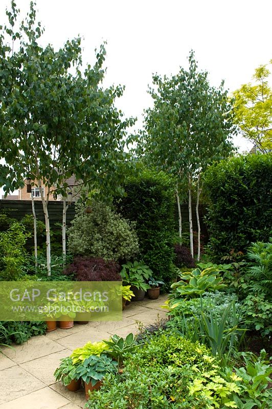 Petit jardin urbain avec chemin pavé et parterre de Pittosporum, Hosta, Acer et bambou - jardin NGS, Foster Road, Peterborough, Cambridgeshire