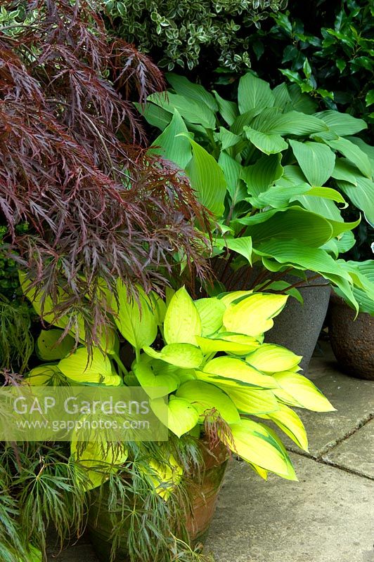 Petit jardin urbain avec Hostas et Acer en pots - jardin NGS, Foster Road, Peterborough, Cambridgeshire