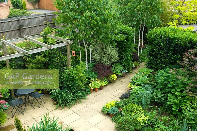 Vue d'ensemble du petit patio de jardin urbain avec pergola et coin salon, plantation de Betula et Hostas - jardin NGS, Foster Road, Peterborough, Cambridgeshire