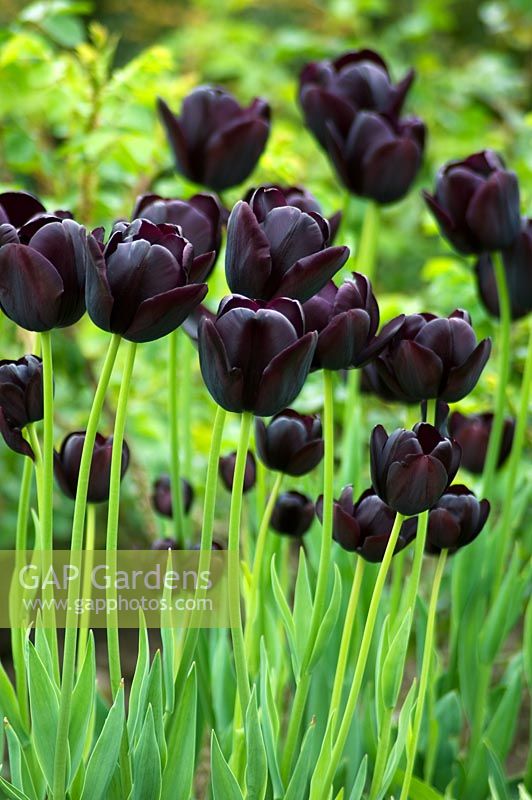 Tulipa 'Reine de la nuit'