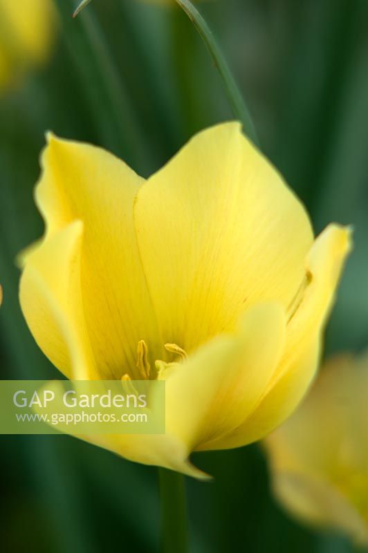 Tulipa 'bijou jaune'