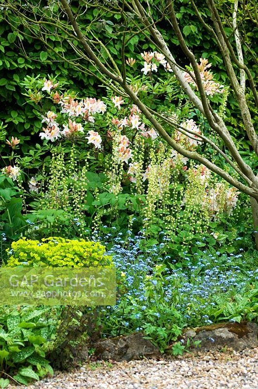 Parterre de fleurs mixtes d'Euphorbia, Myosotis, Rhododendron et Tiarella - La Maison Blanche, Keyworth, Nottinghamshire