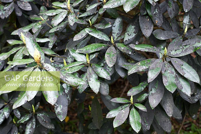 Moisissure fuligineuse - Champignons ascomycètes, sur les feuilles de Rhododenron qui poussent sur le miellat excrété par divers insectes mangeurs de sève