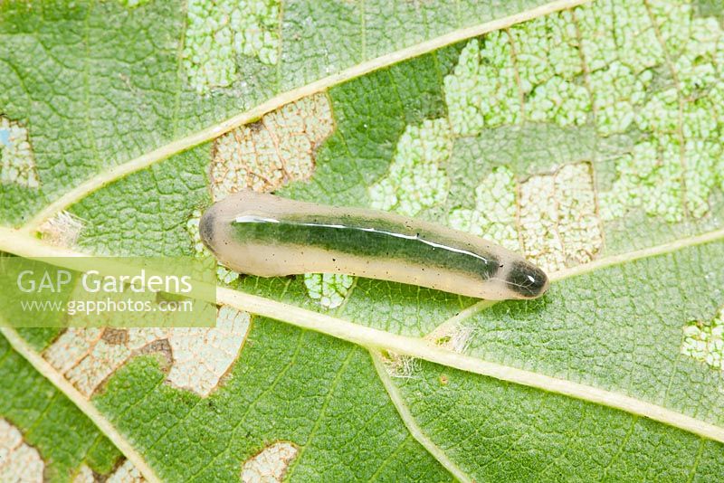 Caliroa annulipes - Tilia ou larve de tenthrède de la limace du chêne sur Tilia - Feuille de tilleul. Sussex, Royaume-Uni