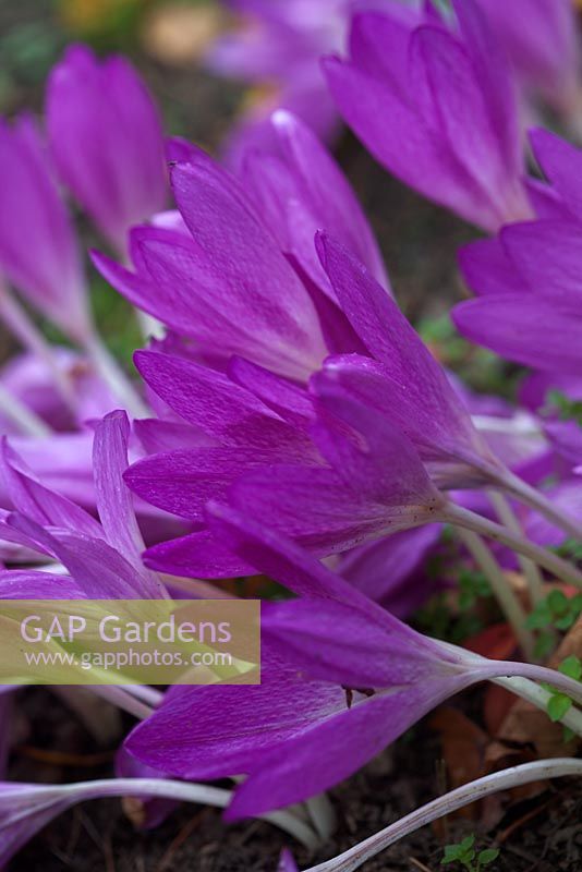 Colchicum speciosum 'Gloire d'Heemstede'