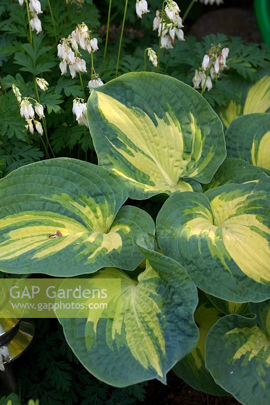 Hosta 'Great Expectations' et Dicentra 'Langtrees'