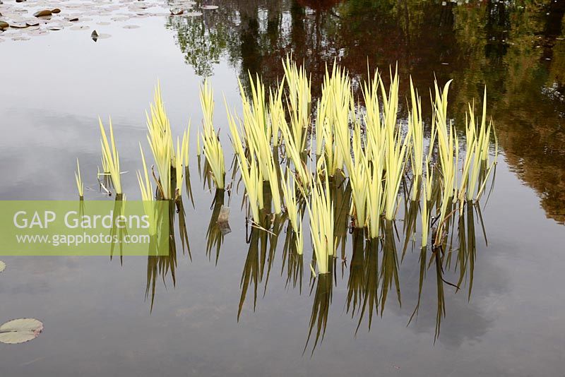 Feuillage d'iris dans un jardin botanique aquatique avec 3 grands étangs naturels et une cinquantaine d'étangs artificiels