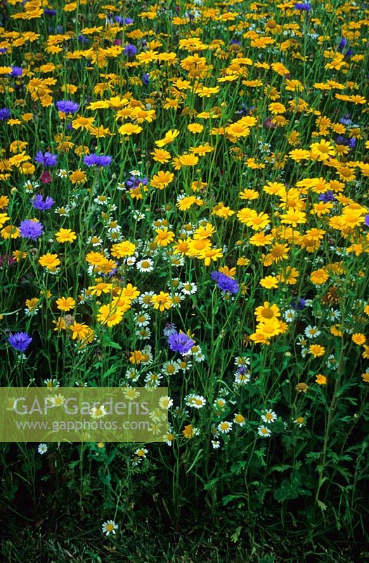 Prairie de fleurs sauvages avec Chrysanthemum segeteum, Anthemis arvensis, Centaurea cyanus - Burford House, Tenbury, Worcestershire