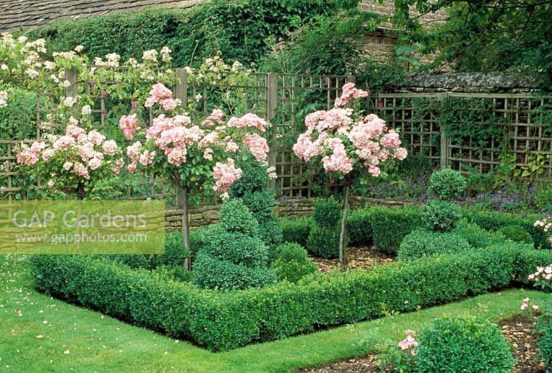 Jardin topiaire formel avec Buxus et Rosa 'Ballerina' formés comme normes - Le Prieuré, Wiltshire