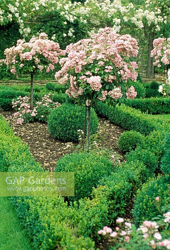 Rose formelle et jardin topiaire avec Rosa 'Ballerina' formée en standard - Le Prieuré, Wiltshire