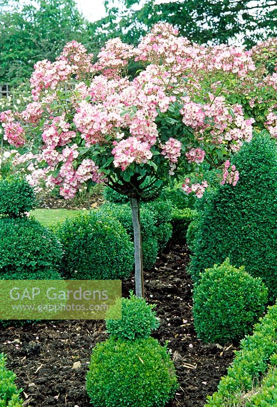 Rose formelle et jardin topiaire avec Rosa 'Ballerina' formée en standard - Le Prieuré, Wiltshire