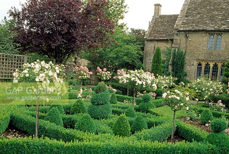 Rose formelle et jardin topiaire avec des roses formées comme normes - The Priory, Wiltshire