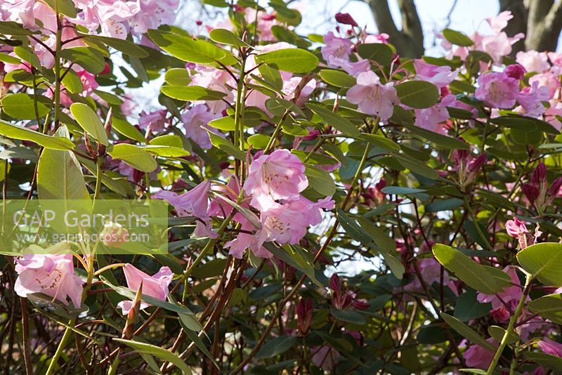 Rhododendron orbiculare x williamsianum 'James Barato'