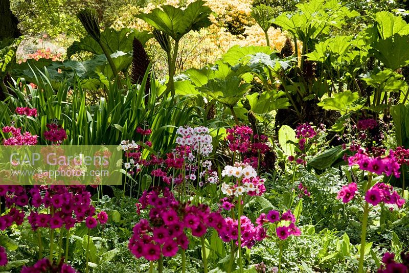 Jardin boisé au printemps avec Primula candelabra, Iris pseudacorus et Gunnera - The Savill Garden, Windsor Great Park