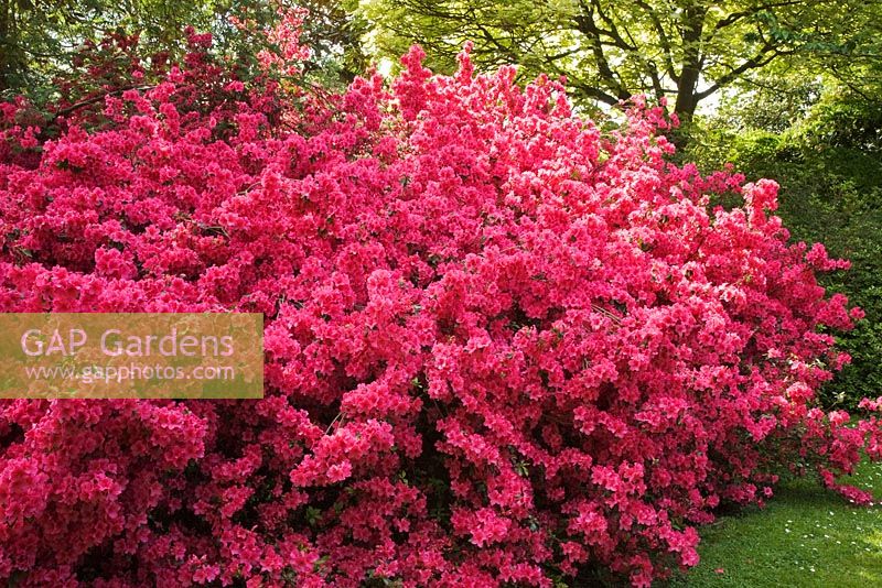 Rhododendron en fleurs dans un jardin boisé au printemps - Le Savill Garden, Windsor Great Park