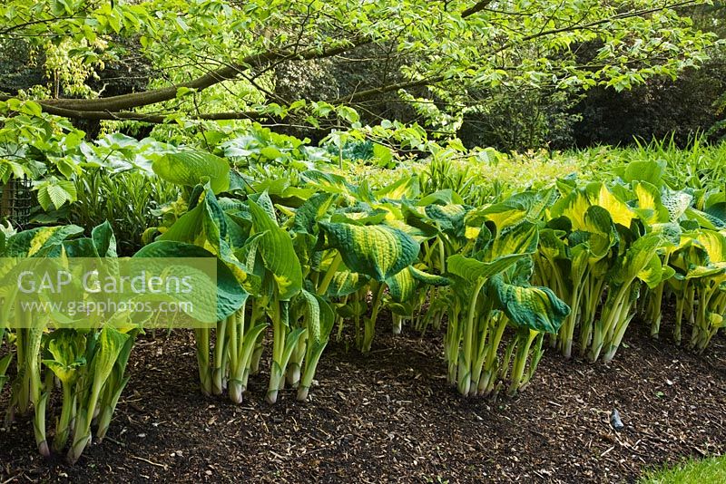 Hosta 'Great Expectations' sous-plantée de Carpinus Laxiflora au printemps - The Savill Garden, Windsor Great Park