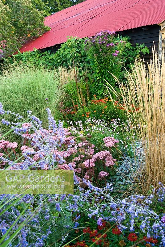 Combinaison vive de Calamagrostis x acutiflora 'Karl Foerster', Perovskia 'Blue Spire', sauge violette, Sedum telephium 'Matrona', Helenium 'Moerheim Beauty', Salvia 'Hot Lips' et Miscanthus, avec Vernonia crinita 'Mammuth' - Grass Garden, Hants