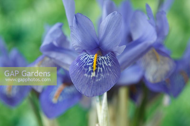 Iris histrioides 'Angel's Tears', mars