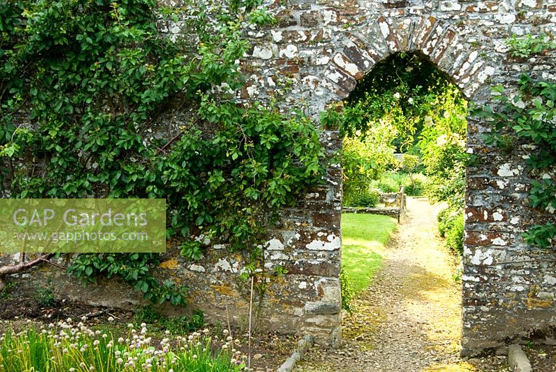 Chemin à travers le mur soutenant des fruits formés. Clovelly Court, Bideford, Devon, Royaume-Uni
