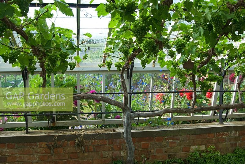 Vitis vinifera 'Schiava Grossa' syn. Raisin 'Hamburgh noir '. Clovelly Court, Bideford, Devon, UK