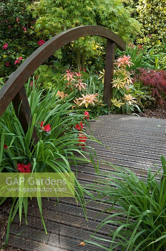 Pont en bois dans un jardin de style oriental avec Acers, Azalea et Pieris. Jardin de Newton. Walsall, Royaume-Uni