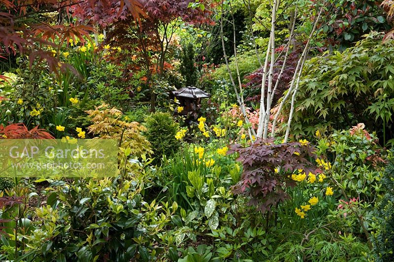 Jardin de style oriental avec Acer, Azalea, Pieris, Betula - Birch SIlver, Aucuba japonica 'Crotonifolia' et Narcissus. Jardin de Newton, Walsall, Royaume-Uni