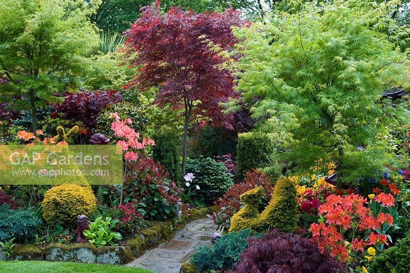 Chemin à travers un jardin de style oriental avec Acers, Azalea, Photinia x fraseri 'Red Robin', Pieris, Ilex et Taxus dans des parterres surélevés devant le pavillon. Tony et Marie Newton, Walsall, Royaume-Uni