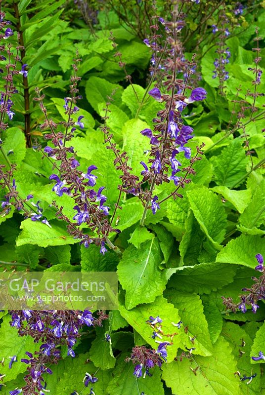 Salvia forsskaolii. Sir Harold Hillier Gardens / Hampshire County Council, Romsey, Hants, Royaume-Uni