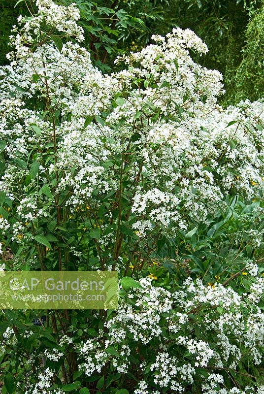 Deutzia setchuenensis subsp. corymbiflora, Sir Harold Hillier Gardens / Hampshire County Council, Romsey, Hants, Royaume-Uni