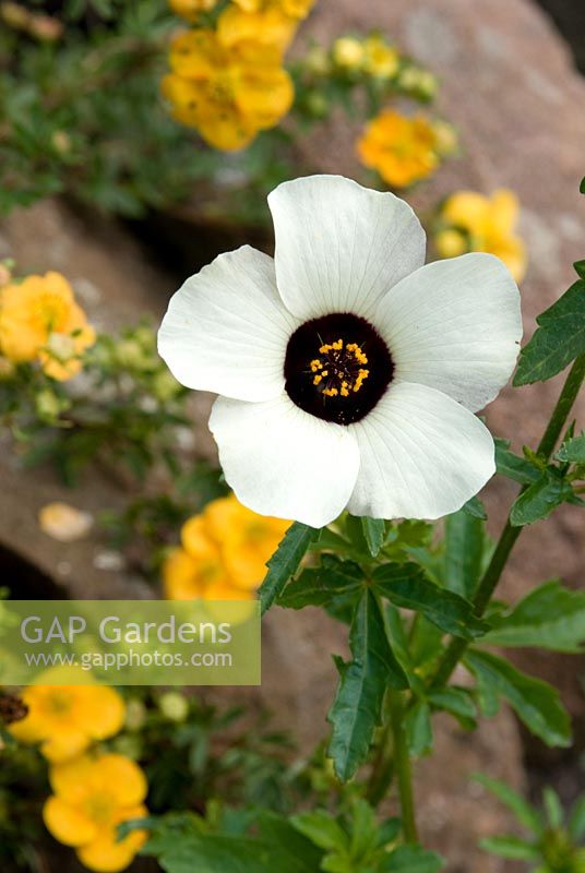 Hibiscus trionum Simply Love '